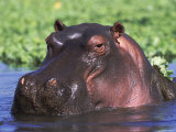 Hippopotamus Head Above Water  Kruger National Park  South Africa