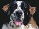 StBernard  USA