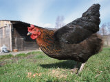 Domestic Hen Free Range  Scotland  UK