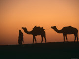 Dromedary Camels with Handler at Dawn  Rajasthan  India