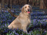 Golden Retriever (Canis Familiaris) Among Bluebells  USA