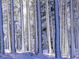 Pine Forest after Snowstorm  Strathspey  Scotland  UK