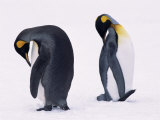 Two King Penguins Preening in Snow (Aptenodytes Patagoni) South Georgia