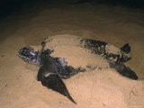 Leatherback Turtle Female Laying Eggs at Night  Matura Beach  Trinidad