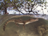 Juvenile Saltwater Crocodile  Amongst Mangroves  Sulawesi  Indonesia