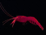 Deep Sea Decapod  Atlantic Ocean Photographed at Surface