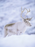 Reindeer Stag in Winter Snow (Rangifer Tarandus) from Domesticated Herd  Scotland  UK