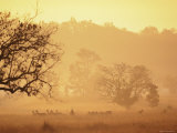 Chital Deer (Axis Axis) at Dawn  Kanha National Park  Madhya Pradesh  India