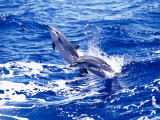 Leaping Clymene Dolphins  Gulf of Mexico  Atlantic Ocean