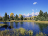 Snake River and Autumn Woodland  with Grand Tetons Behind  Grand Teton National Park  Wyoming  USA