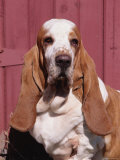Basset Hound Breed  USA  North America