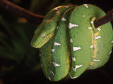 Emerald Tree Boa (Corallus Canina)  Ecuador  Amazon  South America