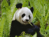 Giant Panda Feeding  Qionglai Mtns  Sichuan  China
