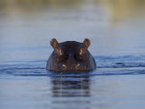 Hippopotamus Submerged in Water  Moremi Wildlife Reserve Bostwana Africa