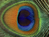 Close-Up of the Eye of a Peacock Feather  (Pavo Cristatus)