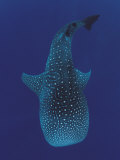 Whale Shark  Sulu-Sulawesi Seas  Indo-Pacific