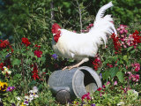 White Dorking Domestic Chicken Rooster / Cock Male  in Garden  USA