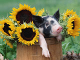 Mixed-Breed Piglet in Basket with Sunflowers  USA