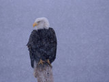 American Bald Eagle in Snow  Alaska