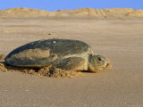 Green Turtle Returns to Sea after Laying Eggs  Ras Al Junayz  Oman