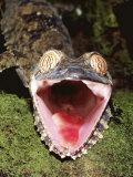 Leaf Tailed Gecko with Open Mouth  Nosy Mangabe Reserve  Madagascar