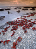 Christmas Island Red Crabs  on the Shore  Indian Ocean  Australia