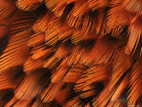 Close-Up of Plumage of Male Pheasant