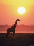 Giraffe Silhouette at Sunset  (Giraffa Camelopardalis) Etosha National Park  Namibia