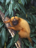 Golden Lion Tamarin