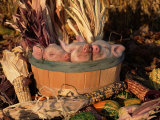 Domestic Piglets Sleeping in a Wooden Barrel  USA