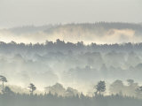 Ancient Pine Forest Emerging from Dawn Mist  Strathspey  Scotland  UK