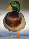 Mallard Drake Portrait Standing on Ice  Highlands  Scotland  UK