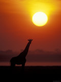 Giraffe Silhouetted at Sunset  (Giraffa Camelopardalis) Namibia Etosha National Park