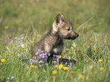 Grey Wolf Pup Amongst Flowers  Montana  USA