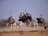 Ostrich Male and Female Courtship Behaviour (Struthio Camelus) Etosha National Park  Namibia