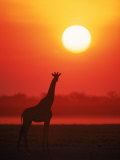Giraffe Silhouette at Sunset  Namibia  Etosha National Park