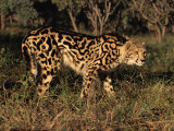 King Cheetah (Acinonyx Jubatus)  De Wildt Game Park  South Africa