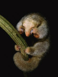 Pygmy Anteater Resting  Guyana  South America  Note Claws for Climbing