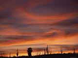 Cardon Cactus and Palm Tree Silhouette at Sunset  Baja California  Mexico