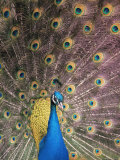 Male Common Peafowl  Displaying  Trowunna Widlife Park  Tasmania