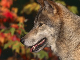 Grey Wolf  Head Profile  Montana  USA