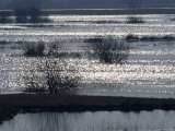 Sunlight on Flooded Wetlands in Spring  Biebrzanski National Park  Poland