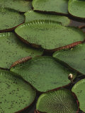 Royal Water Lily Leaves  World's Largest Lily  Brazil
