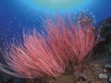 Featherstar  on Fan Coral  Sulu-Sulawesi Seas  Indo Pacific