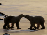 Polar Bears Sniffing / Greeting Each Other  Churchill  Canada