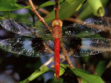 Dragonfly in Ankarana Reserve  Madagascar