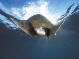Green Turtle Swimming  Sulu-Sulawesi Seas  Indo Pacific Ocean