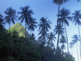 Palm Trees with Petit Piton Peak Behind  St Lucia  West Indies