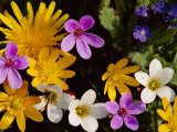 Mixed Spring Flowers Including Meadow Saxafrage and Celandine