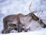Reindeer from Domesticated Herd  Scotland  UK